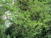 070_im Coronation Park_Maulbeerbaum