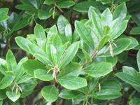 071_im Coronation Park_Erdbeerbaum