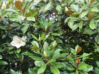 072_im Coronation Park_Magnolie