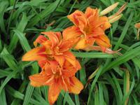 073_im Coronation Park_gefüllte Lilie