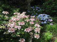 085_Tellerhortensien