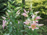 110_Privatgarten von Lady Guthrie