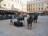 114_Kühe von St. Helier