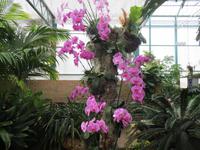 146_Orchideenpracht