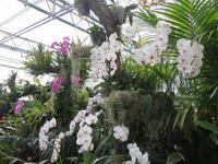 147_Orchideenpracht