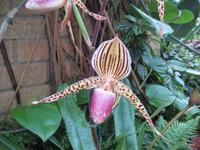 149_Orchideenpracht
