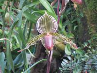 151_Orchideenpracht