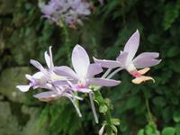 156_Orchideenpracht