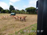 Die schönsten Kühe der Welt