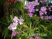 Eric Young Orchid Foundation