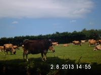 Und nochmal die schönen Kühe
