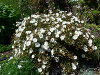 Sark-weisse Zistrosen im Garten der Seigneurie