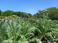 Sark-Artischocken im Garten der Seigneurie