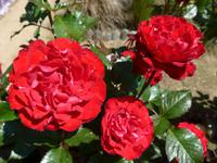 Sark-Rosen im Garten der Seigneurie