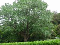 Jersey/Rozel-Taschentuchbaum