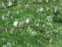 Jersey/Rozel-Taschentuchbaum