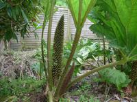 Jersey/Rozel-Blütenstand am Mammutblatt