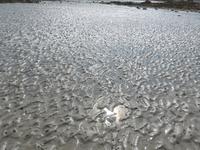 Jersey/St.Helier bei Ebbe