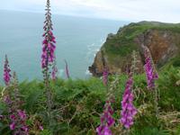 Jersey-Nordküste - Fingerhut