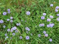 Jersey-Sandrapunzel (wilder Schnittlauch)