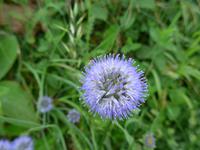 Jersey-Sandrapunzel (wilder Schnittlauch)