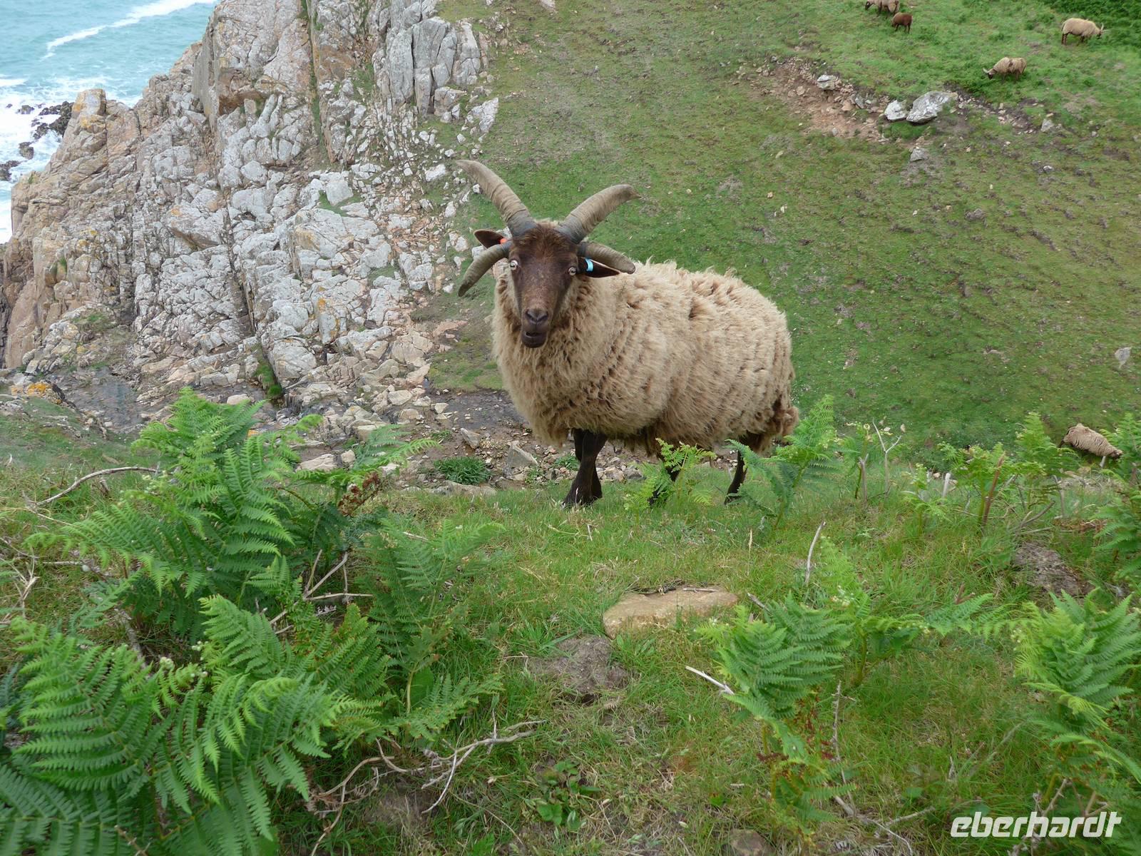 Jersey-Devil´s Hole-Schaf mit 4 Hörnern