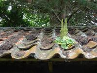 Jersey-Venusnabel wächst überall