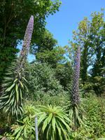 Guernsey-Natternköpfe