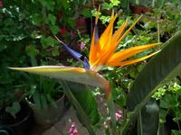 Jersey-Strelizie im Garten von Mrs.Binney