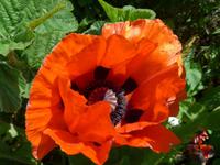 Jersey-Mohnblüte im Garten von Mrs.Binney