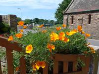Jersey-kalifornischer Mohn