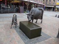 Jersey-Kühe vor dem Atlantique Fischrestaurant