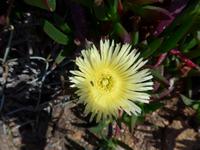 afrikanische Mittagsblume