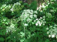Bärenklau (Heracleum)