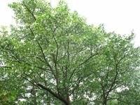 Taschentuchbaum (Davidia involucrata)