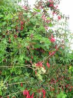 Jersey Inselrundfahrt