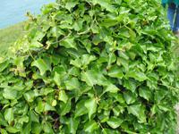 Wanderung Bonne Nuit Bay zur Rozel Bay auf Jersey