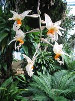 Eric Young Orchid Foundation auf Jersey