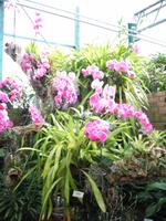 Eric Young Orchid Foundation auf Jersey