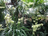 Eric Young Orchid Foundation auf Jersey