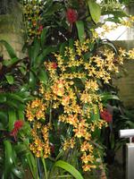 Eric Young Orchid Foundation auf Jersey