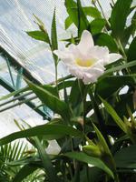 Eric Young Orchid Foundation auf Jersey