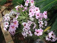 Eric Young Orchid Foundation auf Jersey