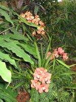 Eric Young Orchid Foundation auf Jersey