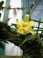 Eric Young Orchid Foundation auf Jersey