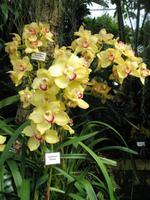 Eric Young Orchid Foundation auf Jersey