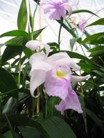 Eric Young Orchid Foundation auf Jersey
