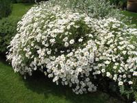 Besuch von Privatgärten auf Jersey