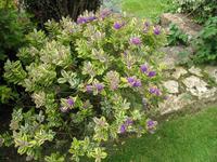 Besuch von Privatgärten auf Jersey