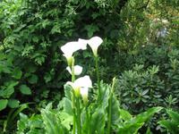 Besuch von Privatgärten auf Jersey